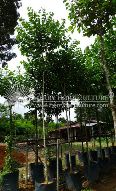 Bauhinia White flower